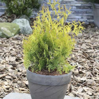 Tuia (Thuja) Yellow Ribbon, C3 imagine 16