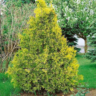 Tuia Zebrina imagine 11