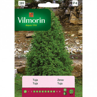 Tuja (Thuja) Vilmorin interface.image 2