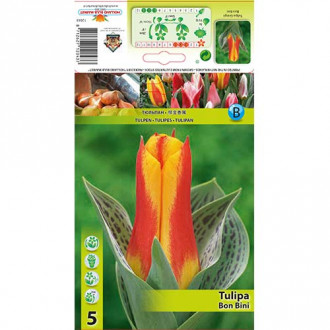 Tulipan Greiga Bon Bini interface.image 3