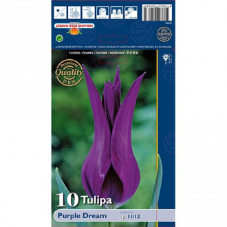 Tulipan liliokształtny Purple Dream interface.image 9
