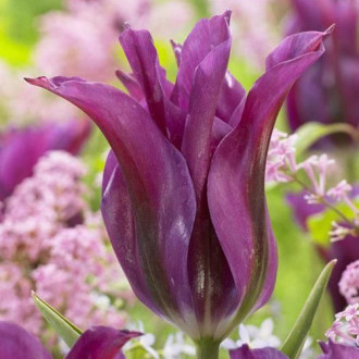 Lalele Purple Doll imagine 7