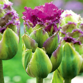 Lalele Purple Tower imagine 11