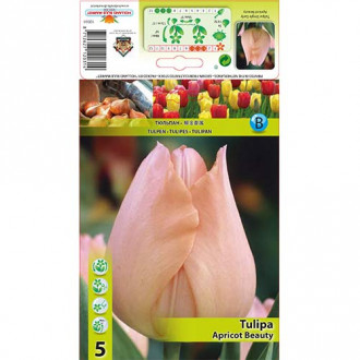 Tulipan Apricot Beauty interface.image 11