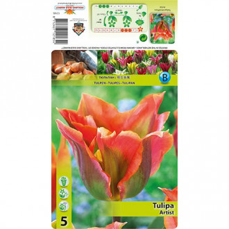 Tulipan Artist interface.image 11