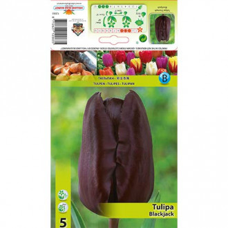 Tulipan Black Jack interface.image 18