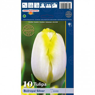 Tulipan Triumph Bolroyal Silver interface.image 17
