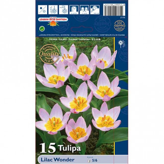 Tulipan botaniczny Lilac Wonder interface.image 14