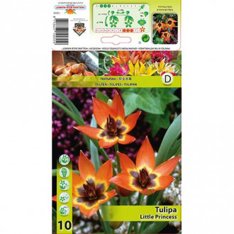 Tulipan botaniczny Little Princess interface.image 7