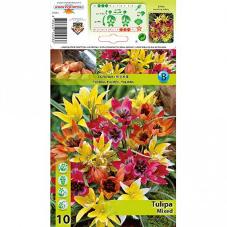Tulipan botaniczny, mix kolorów interface.image 9