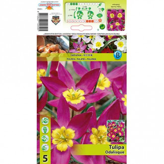 Tulipan botaniczny Odalisque interface.image 18