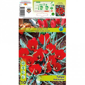 Tulipan botaniczny Red Hunter interface.image 16