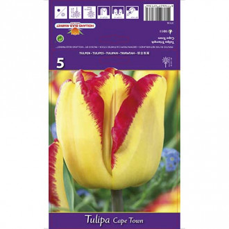 Tulipan Cape Town interface.image 16