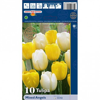 Tulipan Darwina Angels, mix kolorów interface.image 14