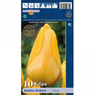 Tulipan Darwina Golden Oxford interface.image 12
