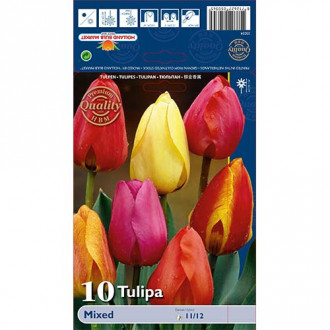 Tulipan Darwina, mix kolorów interface.image 9