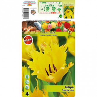Tulipan Darwina Sunny Leo interface.image 16