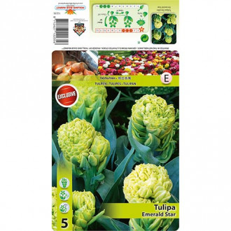 Tulipan Emerald Star interface.image 2
