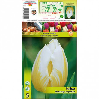 Tulipan Flaming Coquette interface.image 3