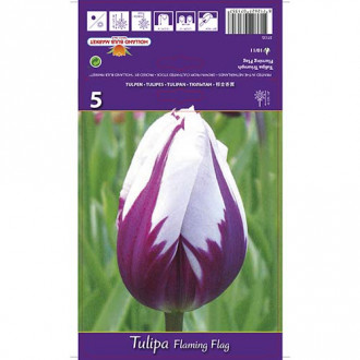 Tulipan Triumph Flaming Flag interface.image 8