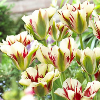 Tulipan Flaming Spring green interface.image 10