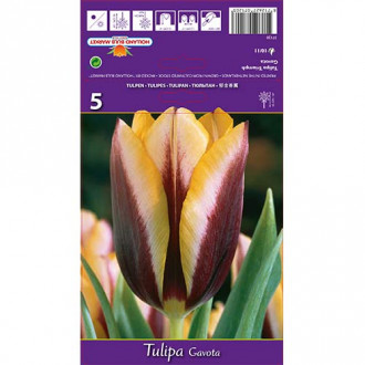 Tulipan Triumph Gavota interface.image 10