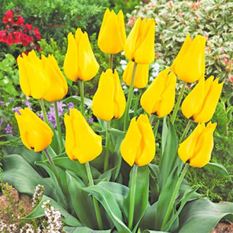 Tulipan Golden Tango interface.image 6