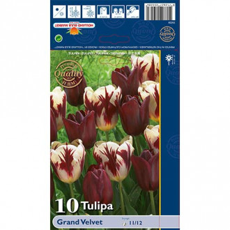 Tulipan Grand Velvet, mix kolorów interface.image 16