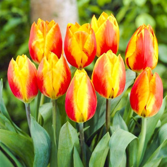 Tulipan Hitparade interface.image 12
