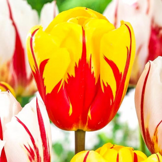 Tulipan Holland Queen interface.image 18