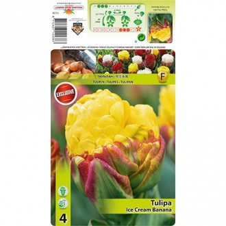 Tulipan Ice Cream Banana interface.image 1