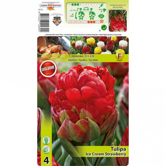 Tulipan Ice Cream Strawberry interface.image 12