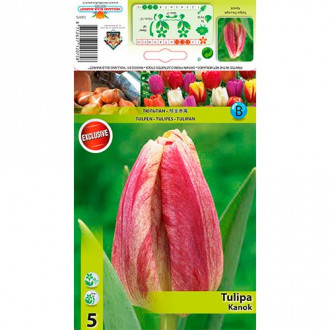 Tulipan Kanok interface.image 3