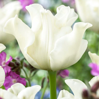 Tulipan Liberstar interface.image 2