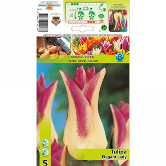 Tulipan liliokształny Elegant Lady interface.image 8
