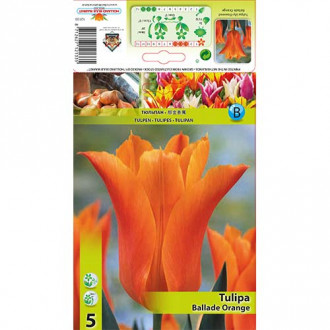 Tulipan liliokształtny Ballade Orange interface.image 12