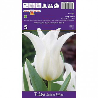Tulipan liliokształtny Ballade White interface.image 7