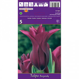Tulipan liliokształtny Burgundy interface.image 13