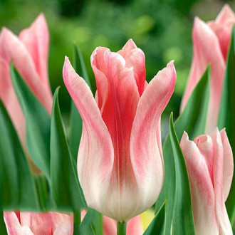 Tulipan liliokształtny Holland Chic interface.image 17
