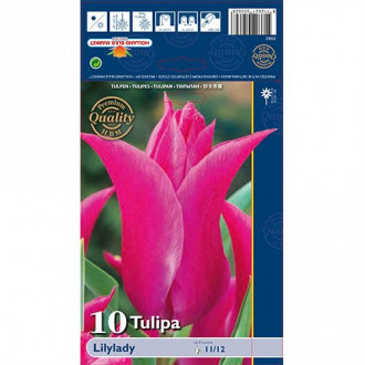 Tulipan liliokształtny Lilylady interface.image 10