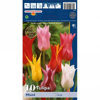 Tulipan liliokształtny, mix kolorów interface.image 13