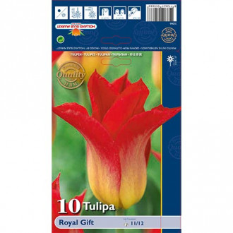 Tulipan liliokształtny Royal Gift interface.image 15