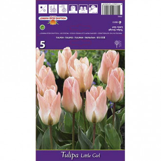 Tulipan Greiga Little Girl interface.image 18