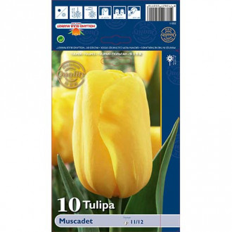 Tulipan Triumph Muscadet interface.image 15