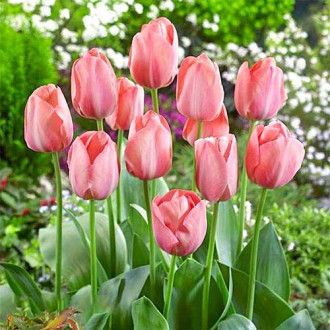 Tulipan Mystic van Eijk interface.image 5