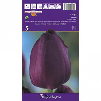 Tulipan Triumph Negrita interface.image 9