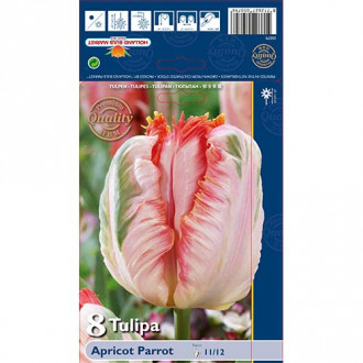 Tulipan papuzi Apricot Parrot interface.image 10