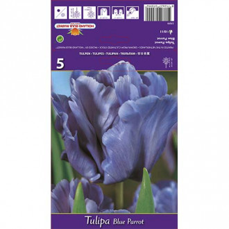 Tulipan papuzi Blue Parrot interface.image 4