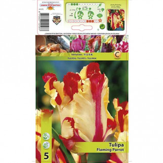Tulipan papuzi Flaming Parrot interface.image 8