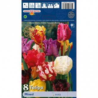Tulipan papuzi, mix kolorów interface.image 16